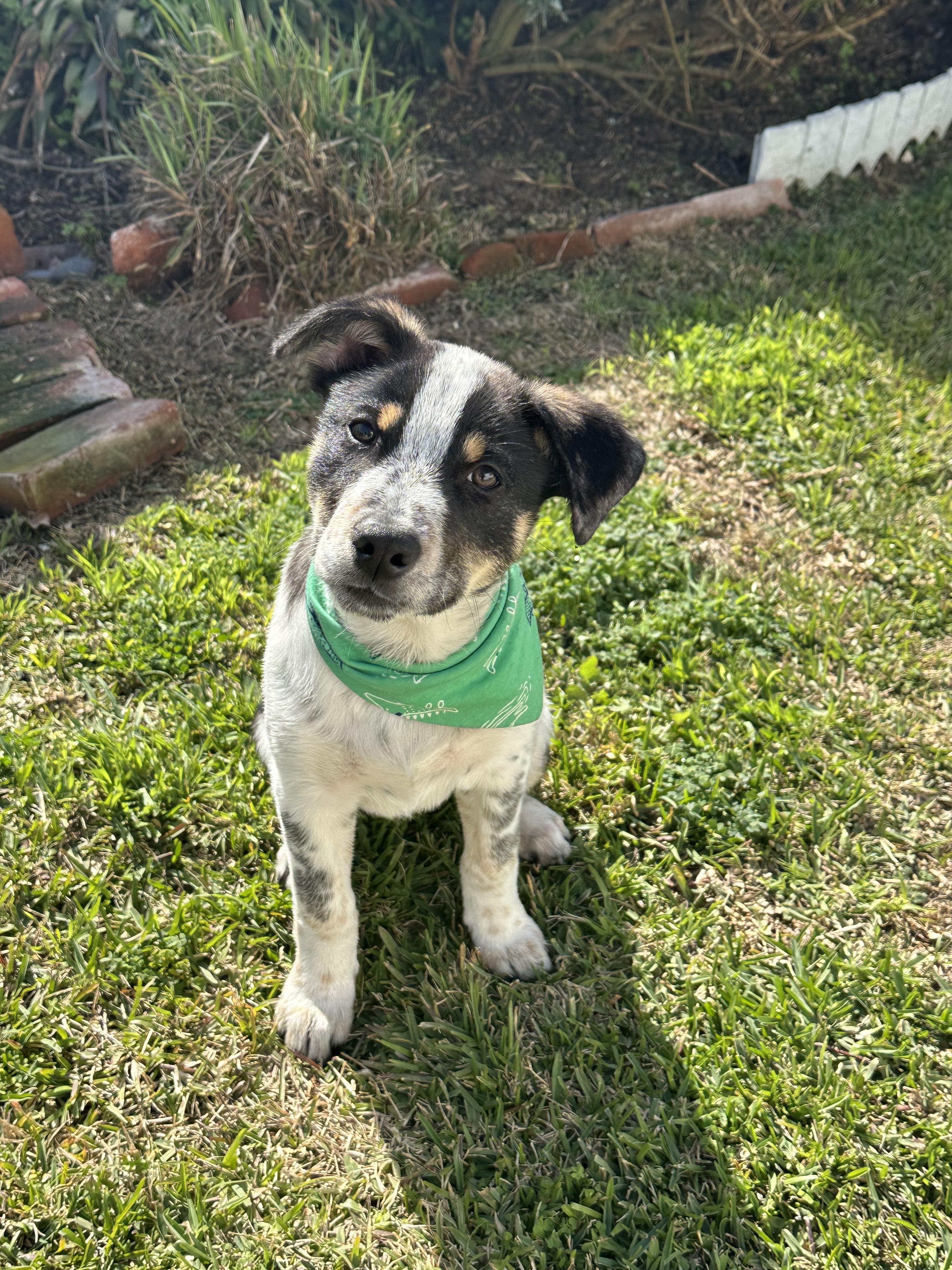 Birch, a Adopted Australian Cattle Dog / Blue Heeler in El Cajon, CA image 6/6