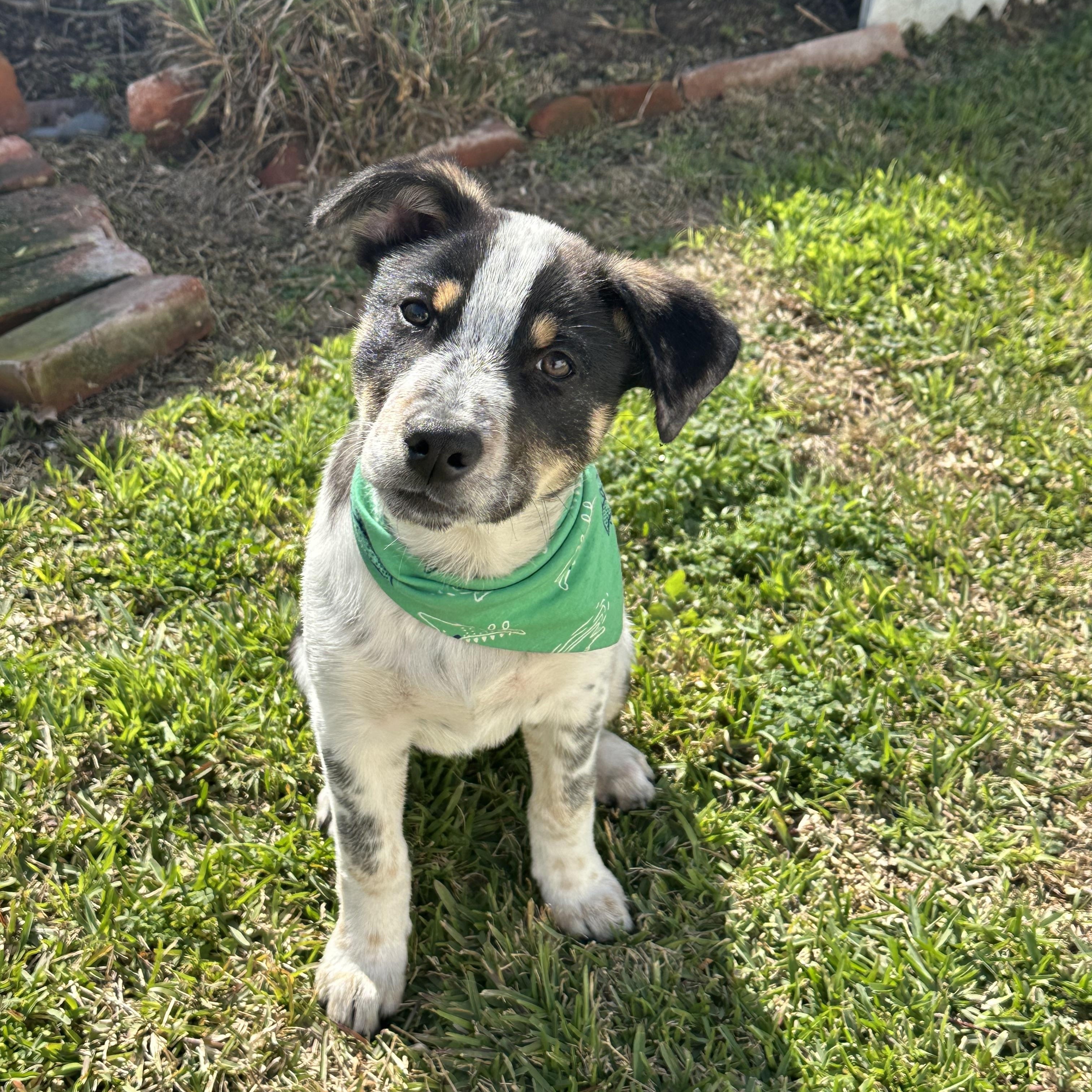Birch, Adopted, Puppy Male Australian Cattle Dog / Blue Heeler.