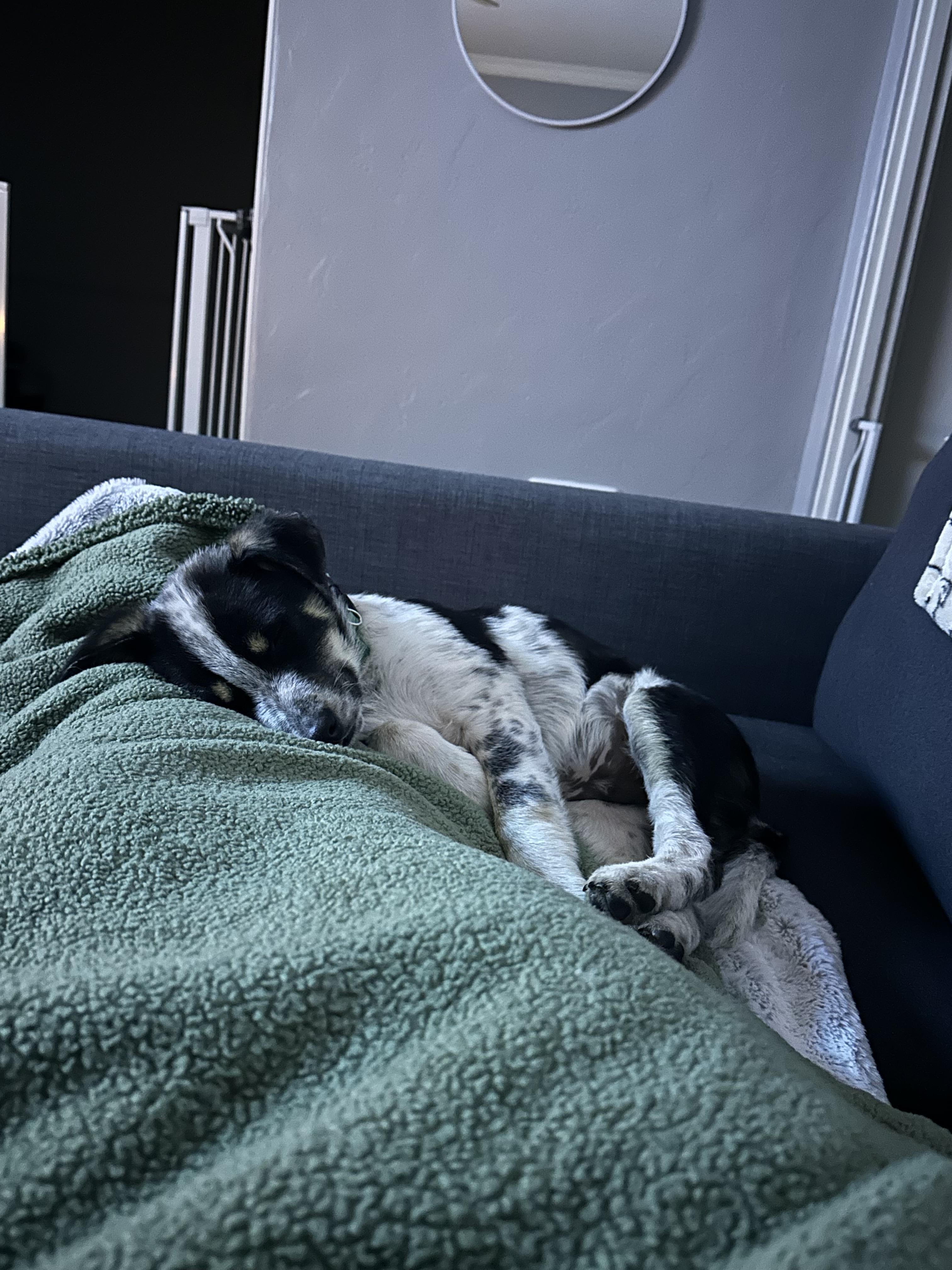 Birch, a Adopted Australian Cattle Dog / Blue Heeler in El Cajon, CA image 5/6