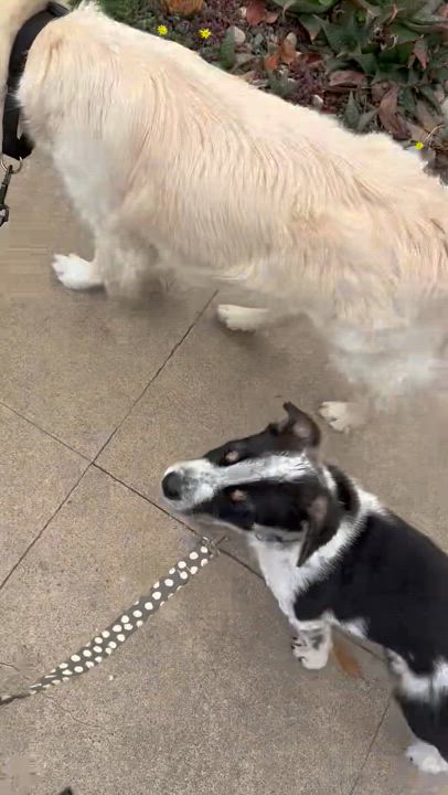 Enlarge Birch, a Adopted Australian Cattle Dog / Blue Heeler in El Cajon, CA video 3/6