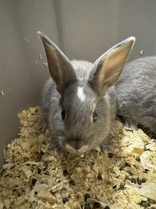 Enlarge Dodge, an adoptable Bunny Rabbit in Rapid City, SD image 3/3