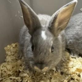 Enlarge Dodge, an adoptable Bunny Rabbit in Rapid City, SD image 2/3