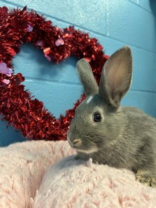 Dodge, adoptable, Adult Male Bunny Rabbit.