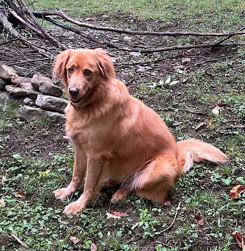 Enlarge Izzy, a Adoptable Golden Retriever in Mount Airy, NC image 4/4