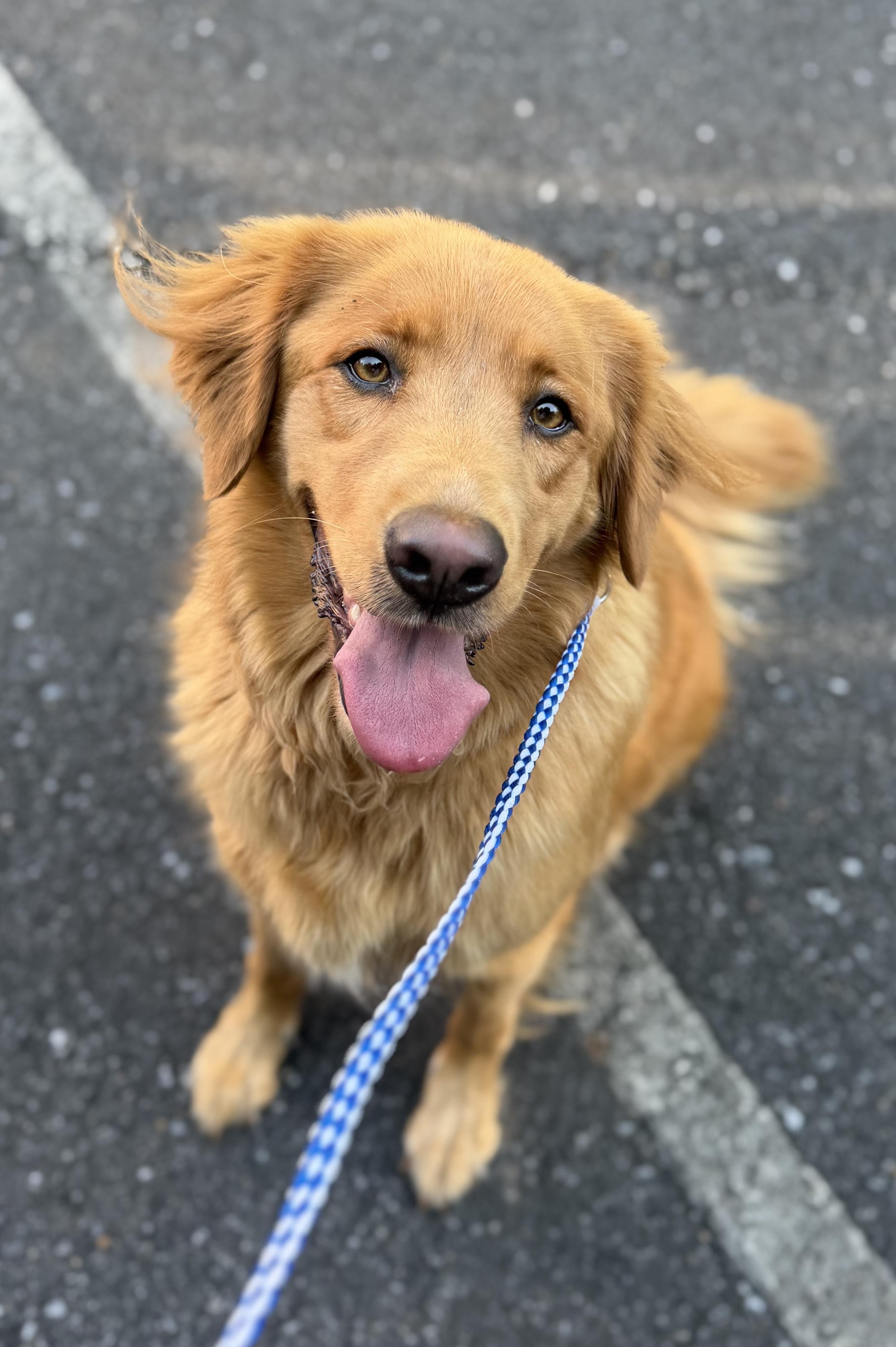Enlarge Izzy, a Adoptable Golden Retriever in Mount Airy, NC image 2/4