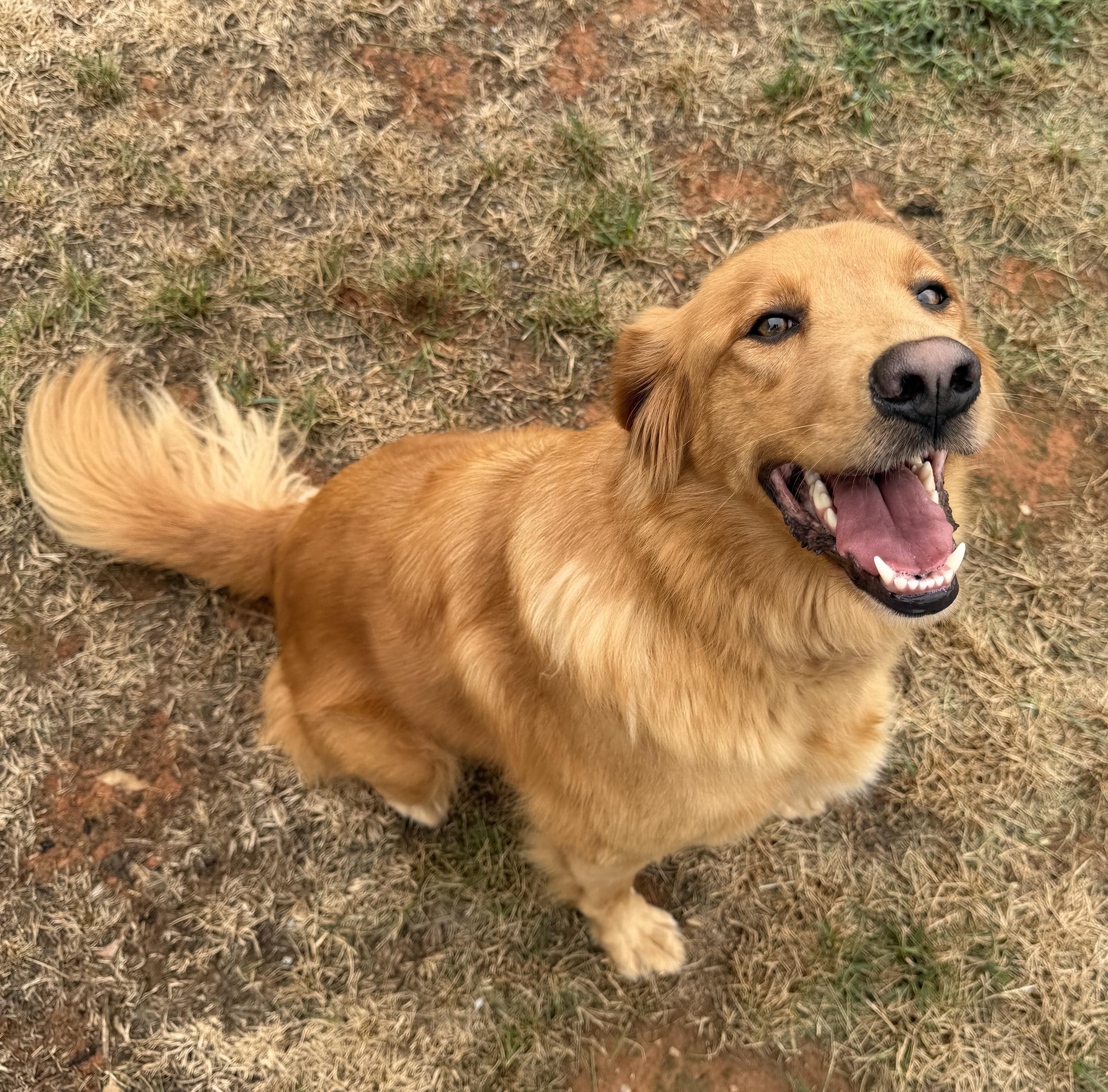 Izzy, Adoptable, Adult Female Golden Retriever.