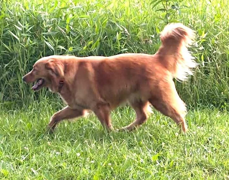 Enlarge Izzy, a Adoptable Golden Retriever in Mount Airy, NC image 3/4