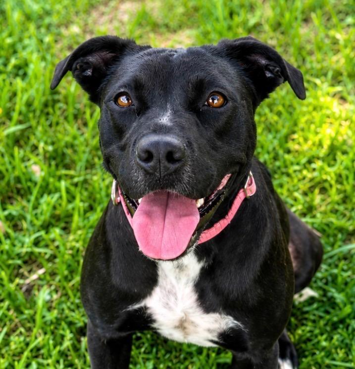 Enlarge Dumbo, a Adoptable mixed breed in Labelle, FL image 1/6