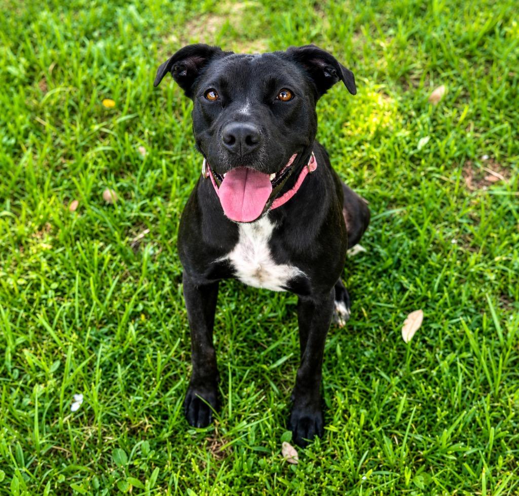 Enlarge Dumbo, a Adoptable mixed breed in Labelle, FL image 2/6