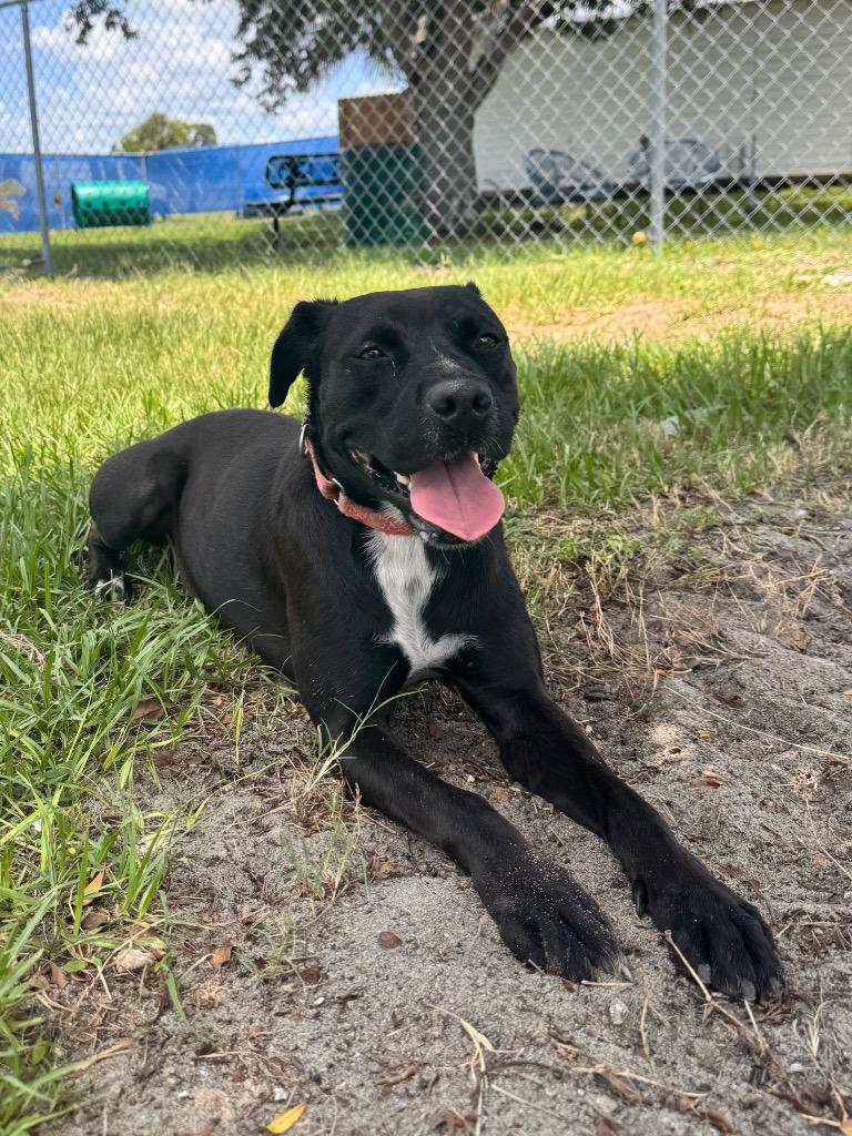 Enlarge Dumbo, a Adoptable mixed breed in Labelle, FL image 4/6