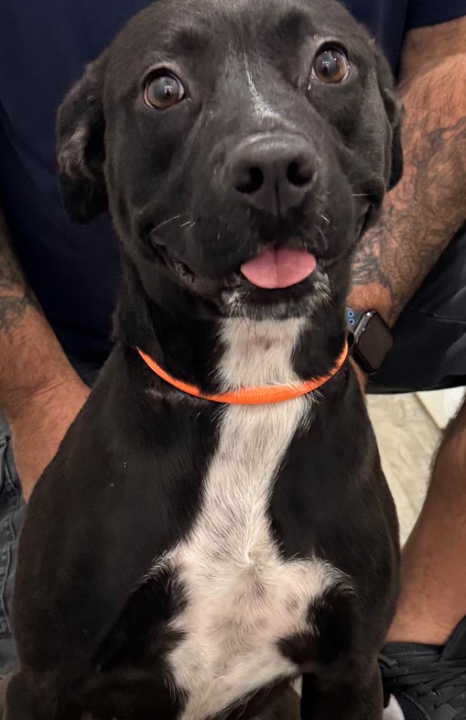 Dumbo, Adoptable, Young Female Labrador Retriever & Mixed Breed.