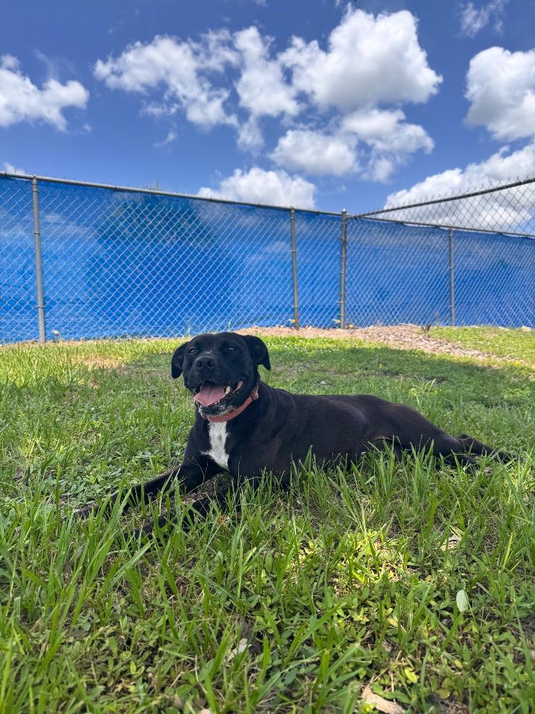 Enlarge Dumbo, a Adoptable mixed breed in Labelle, FL image 6/6