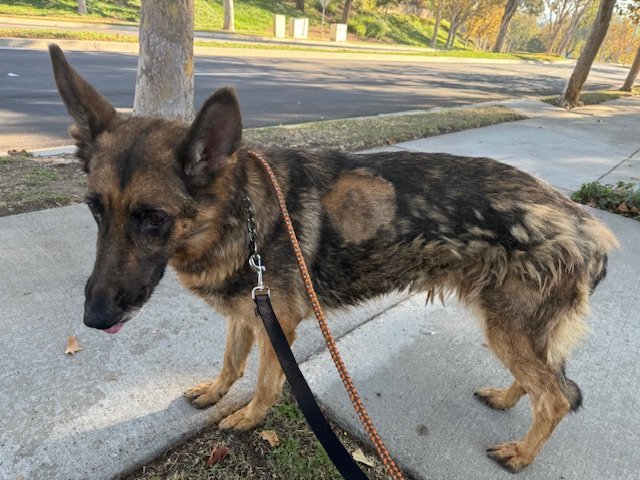 Enlarge MacKenzie, a Adoptable German Shepherd Dog in Newport Beach, CA image 4/5