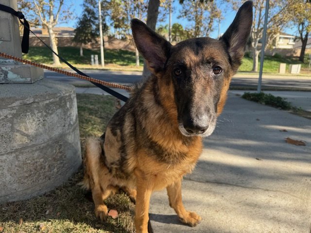 Enlarge MacKenzie, a Adoptable German Shepherd Dog in Newport Beach, CA image 5/5