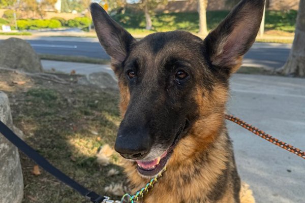Enlarge MacKenzie, a Adoptable German Shepherd Dog in Newport Beach, CA image 1/5