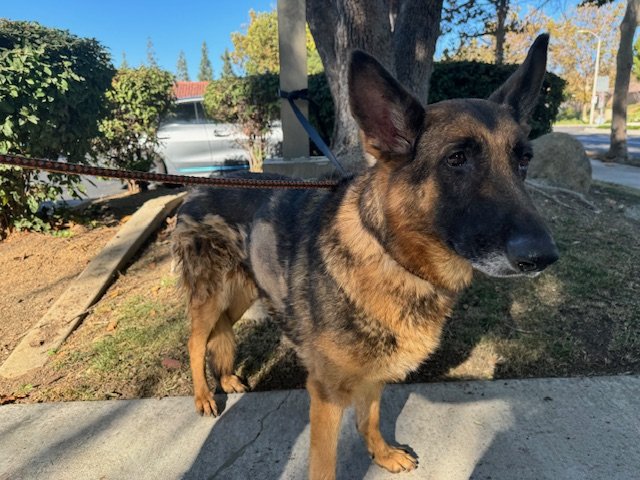Enlarge MacKenzie, a Adoptable German Shepherd Dog in Newport Beach, CA image 3/5