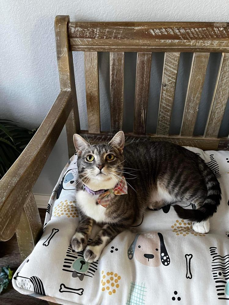 Pixie, a ADOPTABLE Domestic Short Hair in Woodway, TX image 2/6