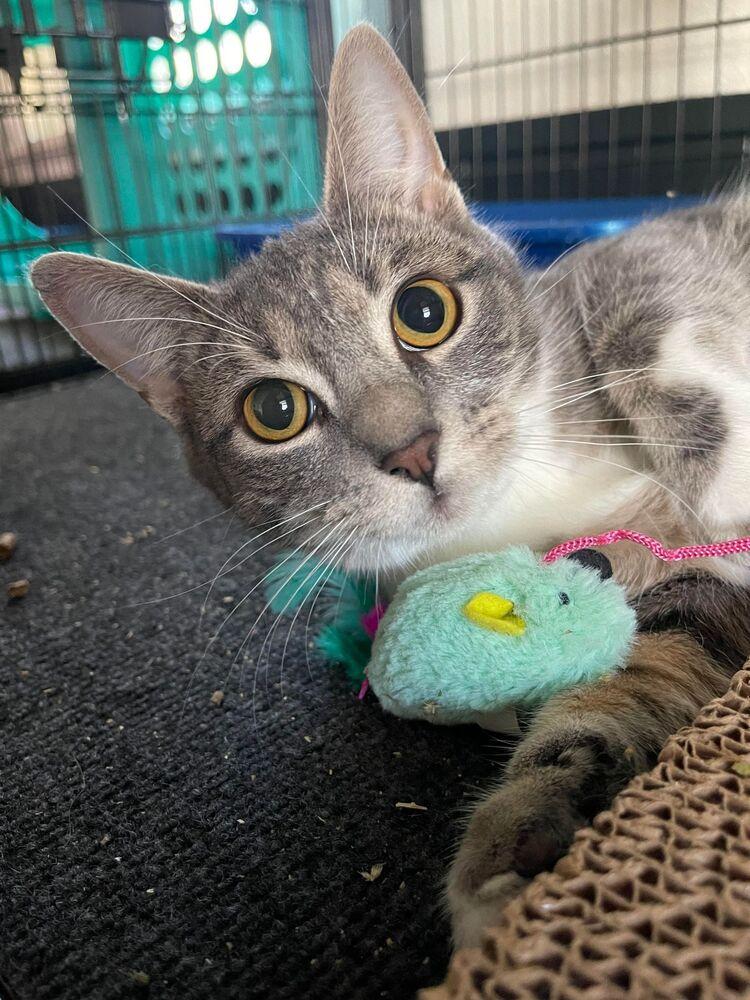 Pixie, a ADOPTABLE Domestic Short Hair in Woodway, TX image 5/6