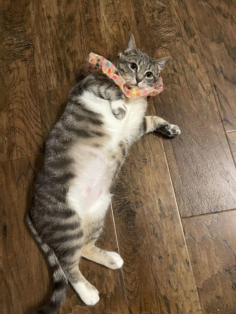 Pixie, a ADOPTABLE Domestic Short Hair in Woodway, TX image 4/6