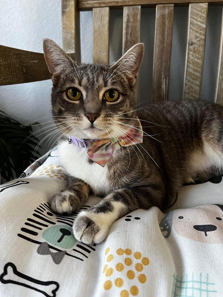 Pixie, a ADOPTABLE Domestic Short Hair in Woodway, TX image 3/6