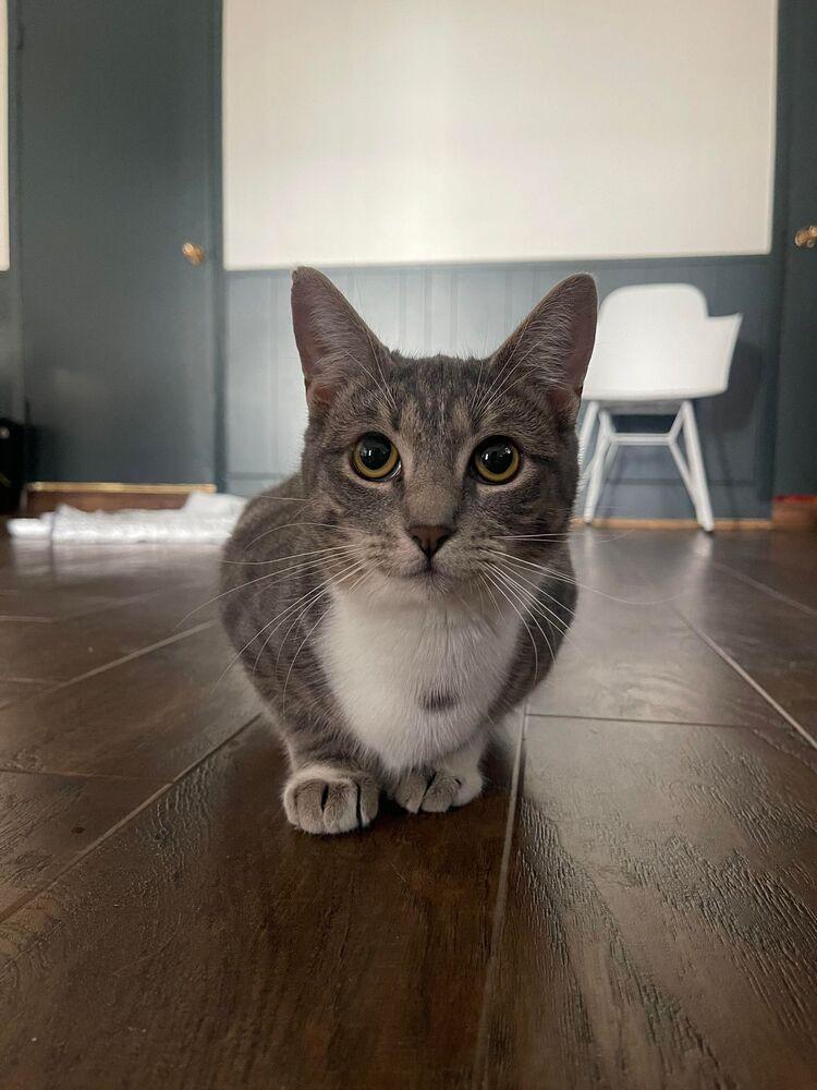 Pixie, a ADOPTABLE Domestic Short Hair in Woodway, TX image 6/6