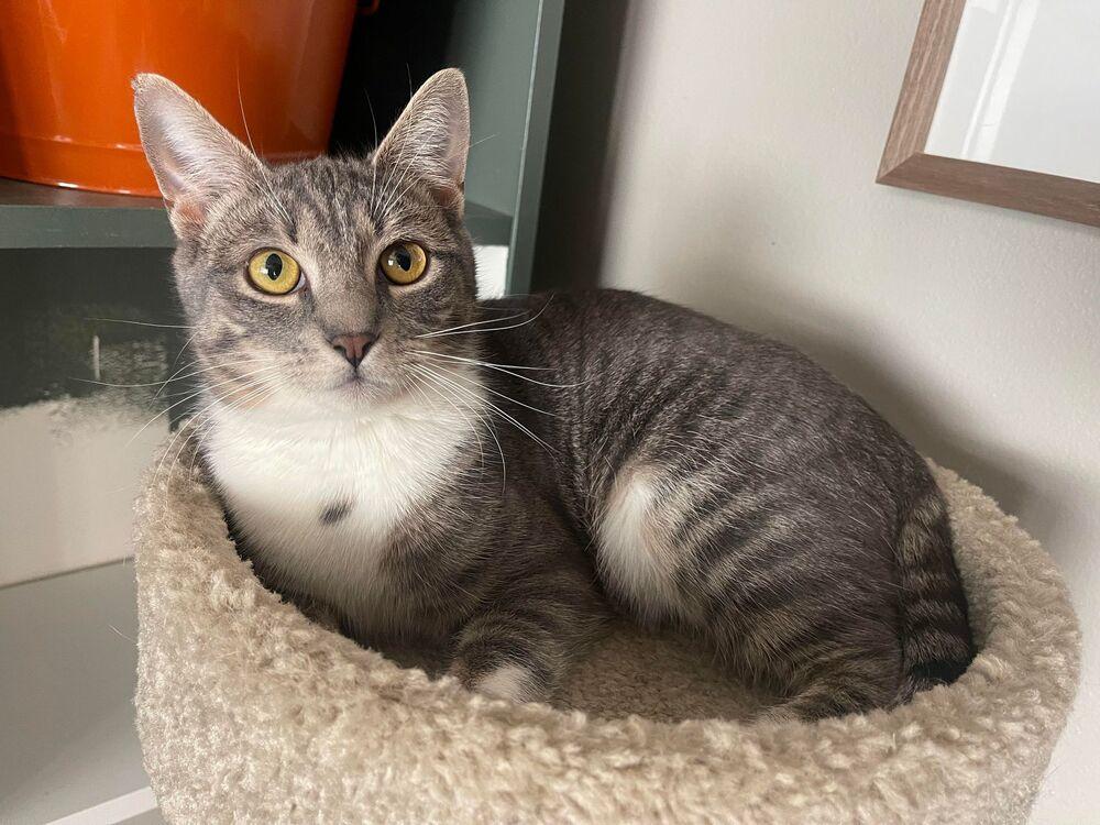 Pixie, a ADOPTABLE Domestic Short Hair in Woodway, TX image 1/6