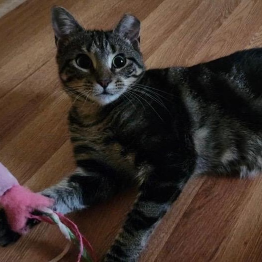 Enlarge Selena, a ADOPTABLE Domestic Short Hair in Sewell, NJ image 4/5