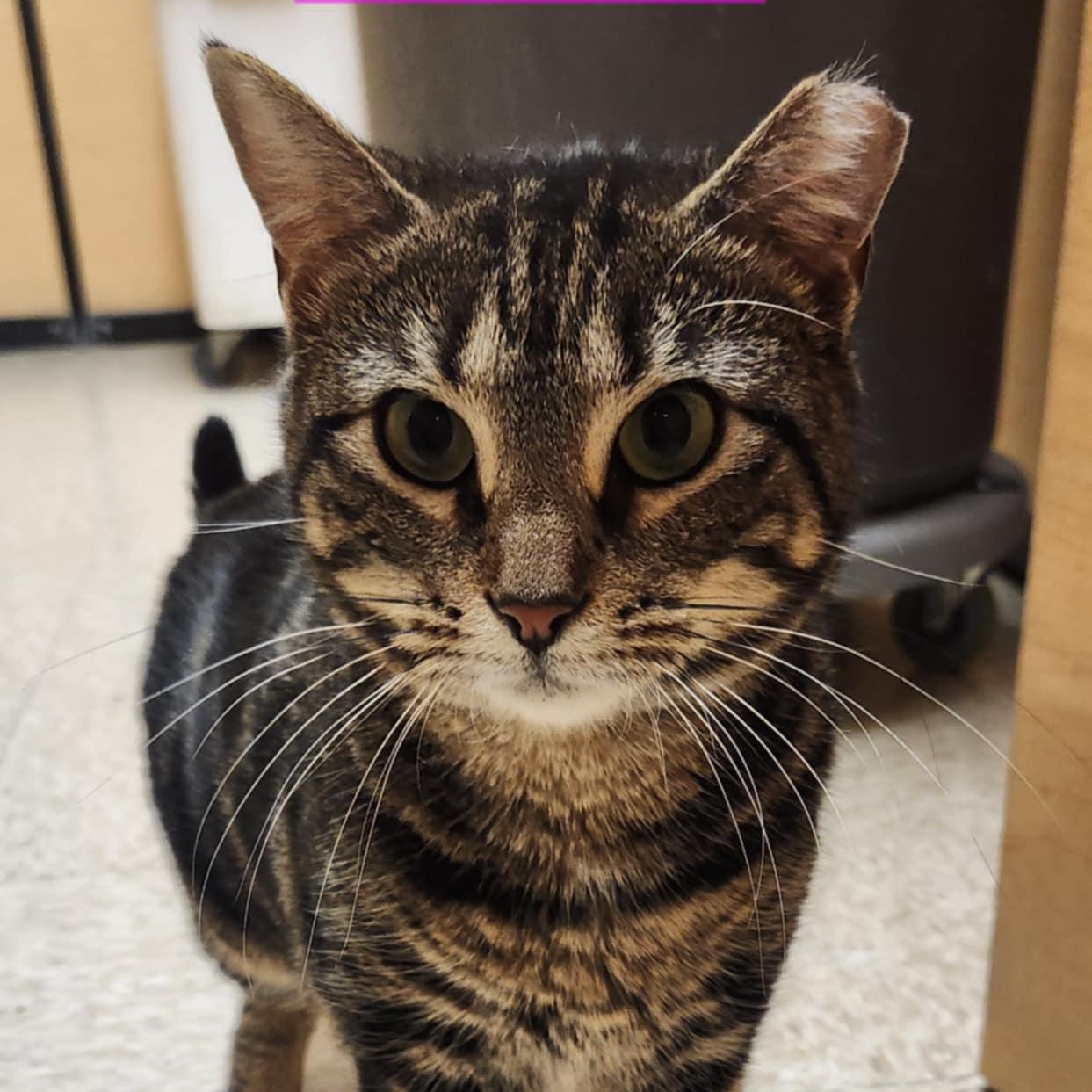 Enlarge Selena, a ADOPTABLE Domestic Short Hair in Sewell, NJ image 2/5