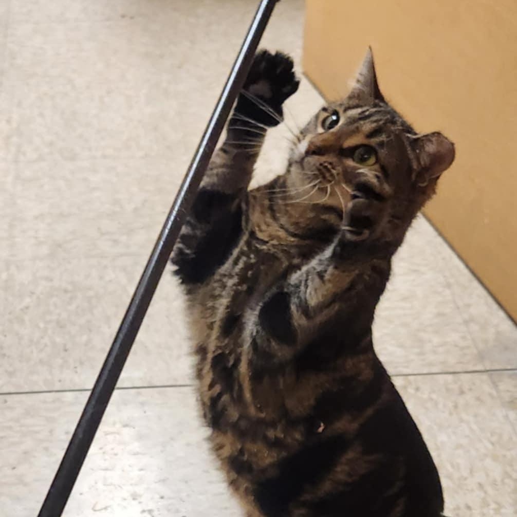 Enlarge Selena, a ADOPTABLE Domestic Short Hair in Sewell, NJ image 5/5