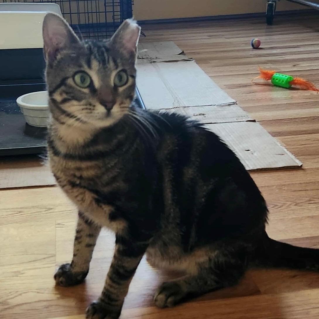 Selena, ADOPTABLE, Adult Female Domestic Short Hair.