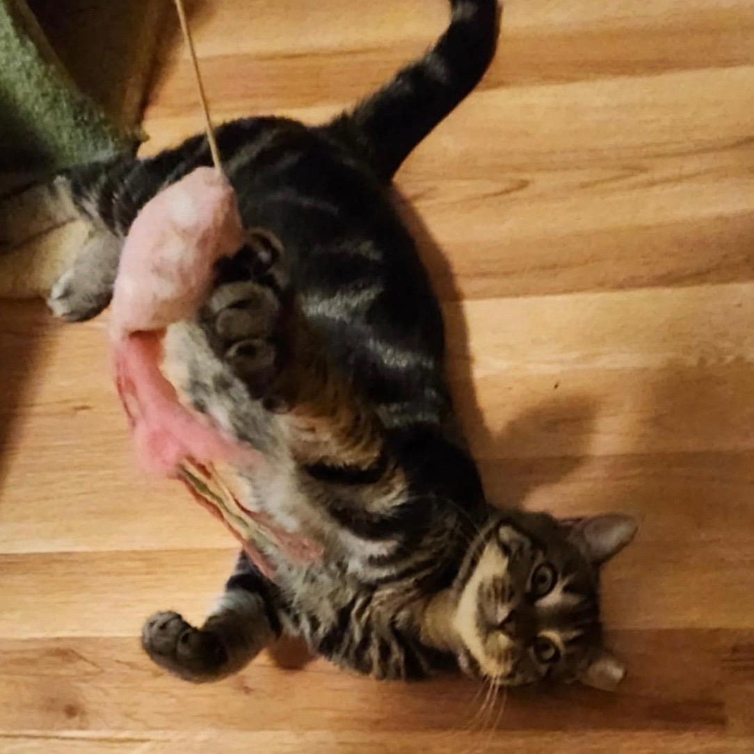 Enlarge Selena, a ADOPTABLE Domestic Short Hair in Sewell, NJ image 3/5