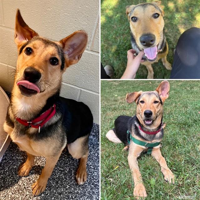 Enlarge BELLE, a Adoptable mixed breed in Brewster, MA image 1/1