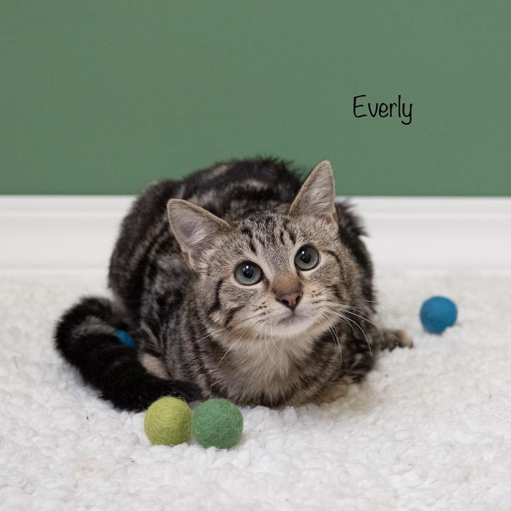 Everly, Adoptable, Young Female Domestic Short Hair.