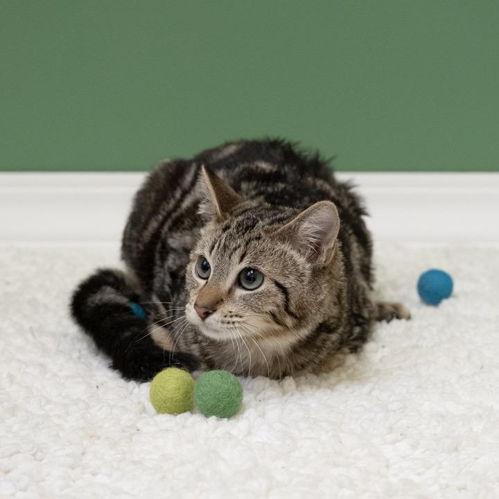 Enlarge Everly, a Adoptable Domestic Short Hair in Pekin, IL image 2/6