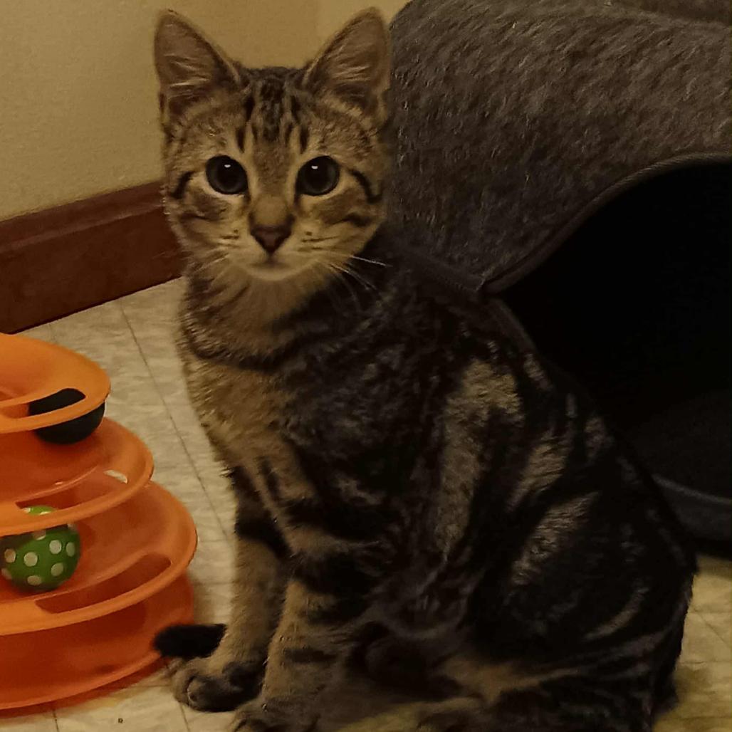 Enlarge Everly, a Adoptable Domestic Short Hair in Pekin, IL image 4/6