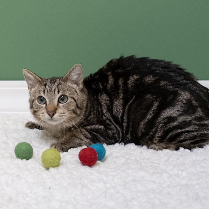 Enlarge Everly, a Adoptable Domestic Short Hair in Pekin, IL image 5/6