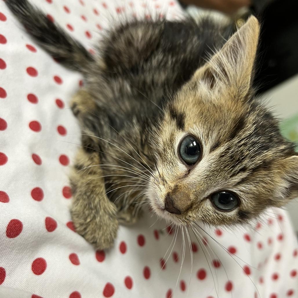 Enlarge Everly, a Adoptable Domestic Short Hair in Pekin, IL image 6/6