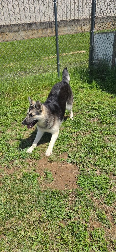 Gretel, Adoptable, Young Female Husky & German Shepherd Dog.
