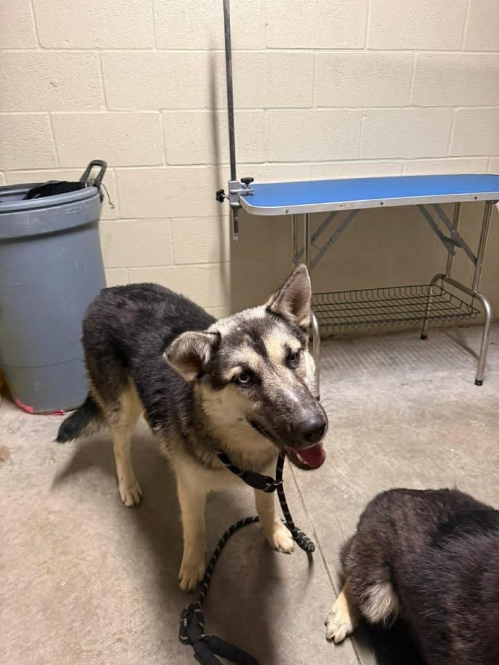 Enlarge Gretel, a Adoptable mixed breed in Shelbyville, TN image 2/5