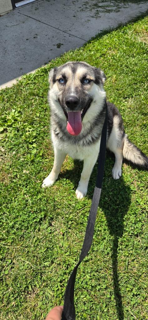 Enlarge Gretel, a Adoptable mixed breed in Shelbyville, TN image 3/5