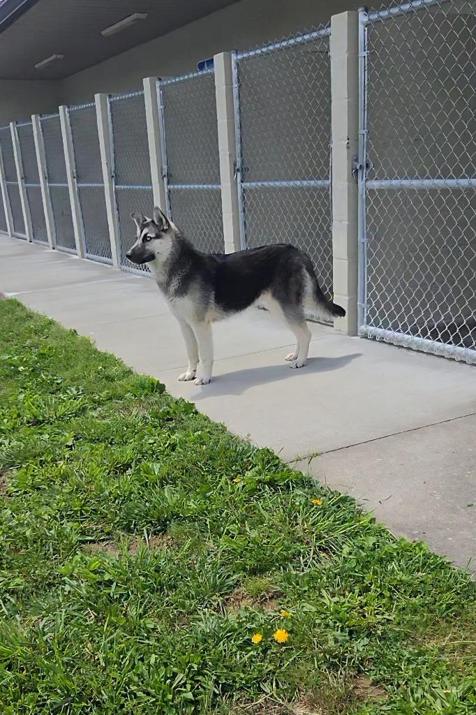 Enlarge Gretel, a Adoptable mixed breed in Shelbyville, TN image 4/5