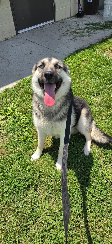 Enlarge Gretel, a Adoptable mixed breed in Shelbyville, TN image 5/5
