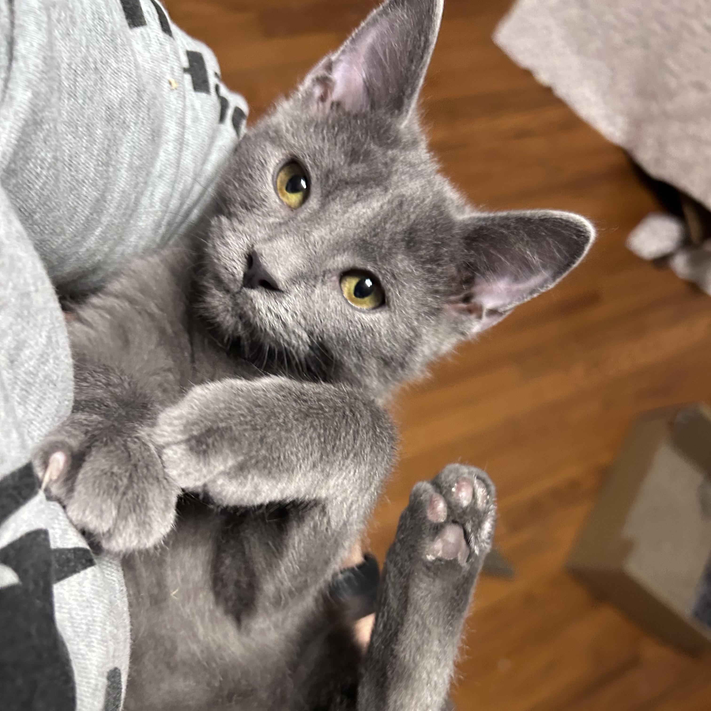 Gatsby, Adoptable, Kitten Male Domestic Short Hair.