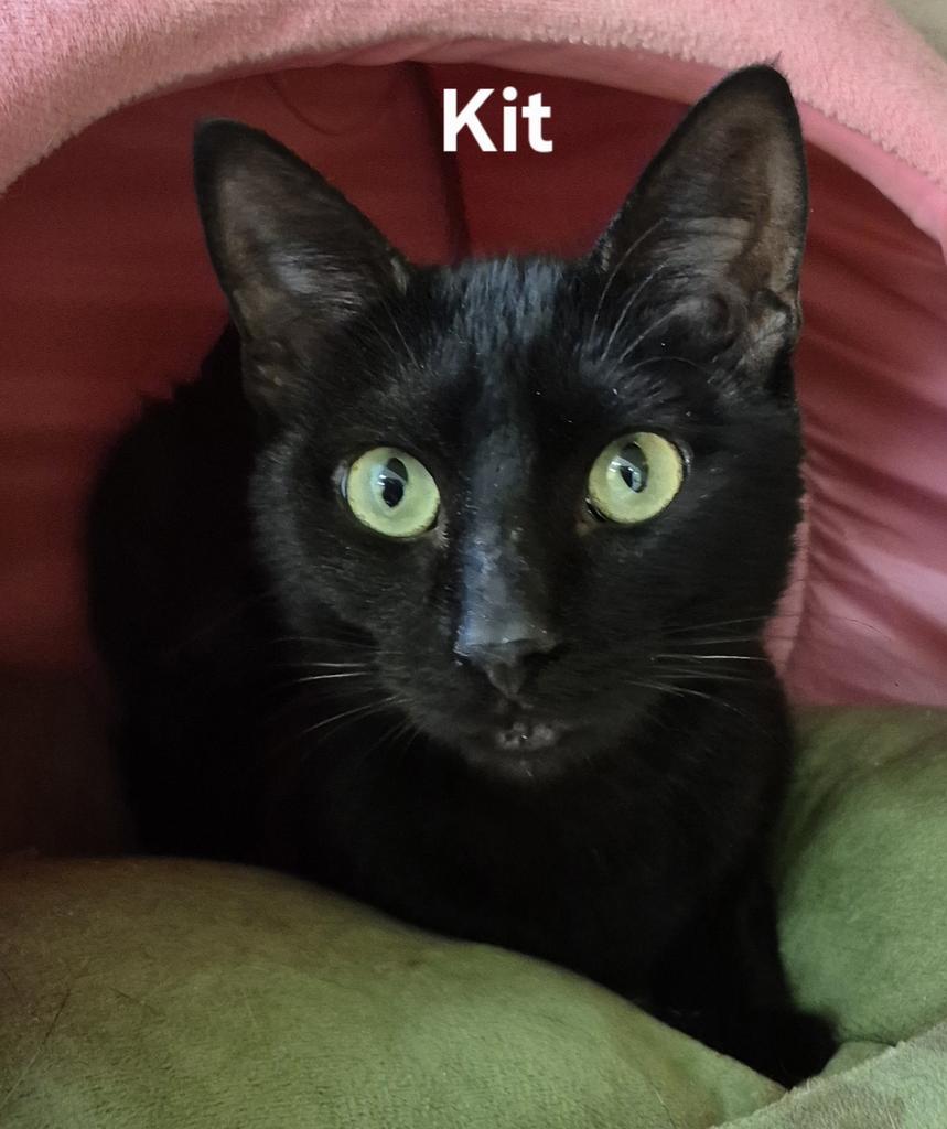 Kit, Adoptable, Young Male Domestic Short Hair.