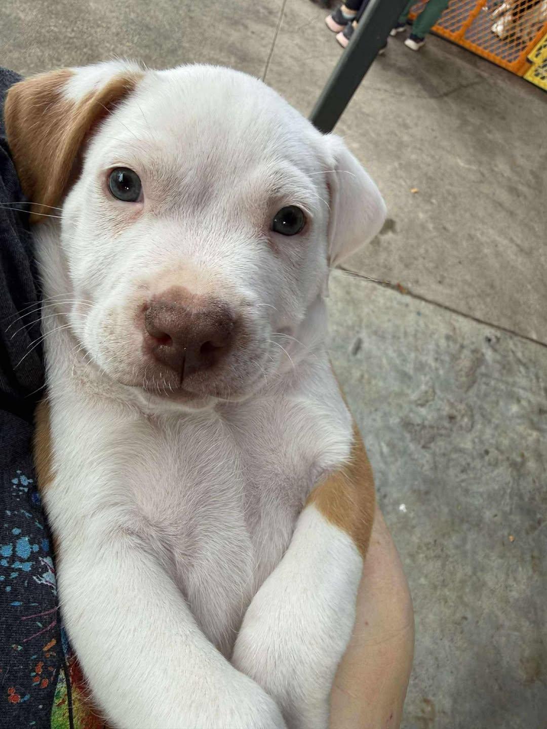 Goose, Adopted, Puppy Male Mixed Breed.