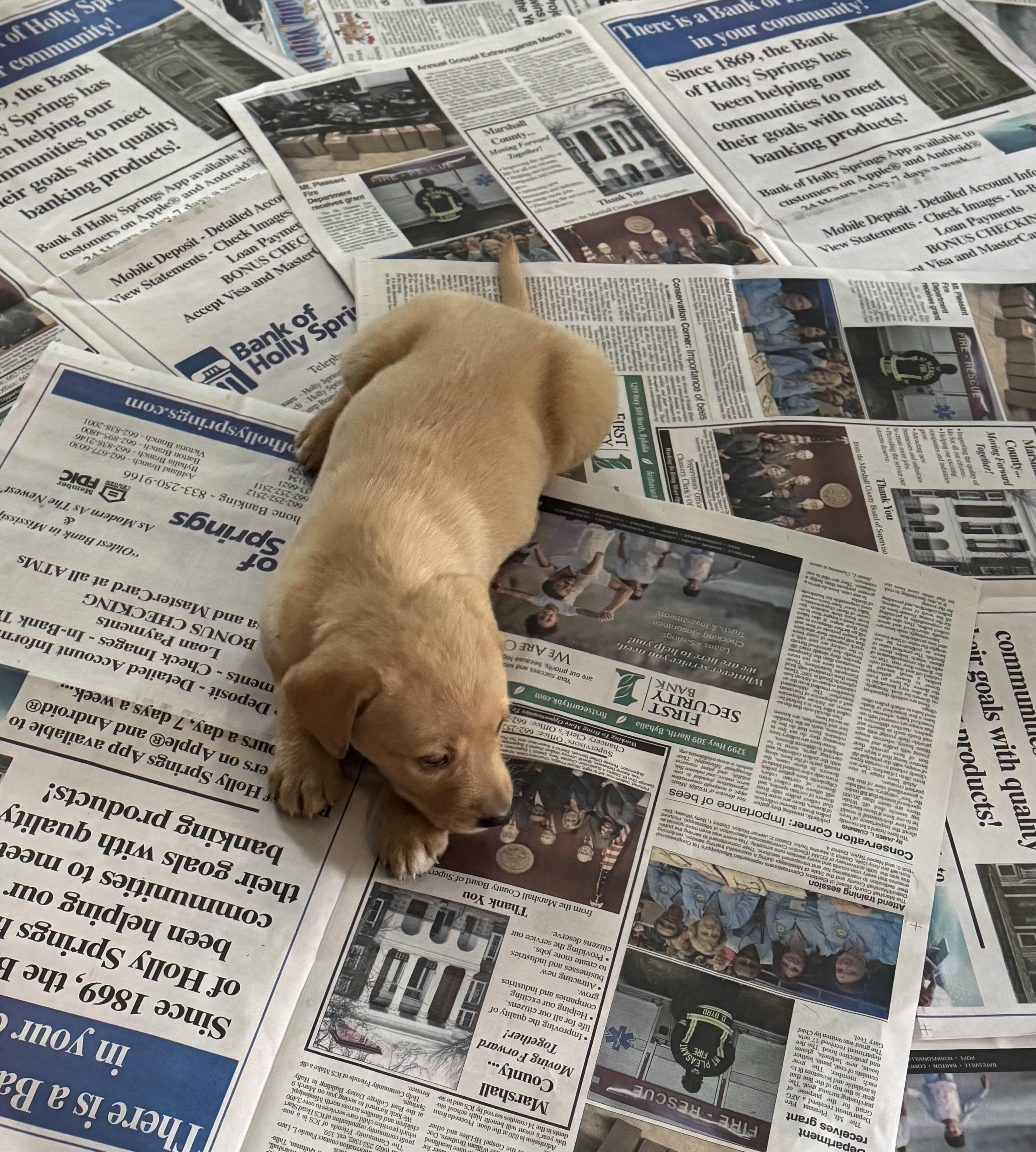 Enlarge Hale Irwin, a Adoptable Yellow Labrador Retriever in Evergreen, CO image 1/1
