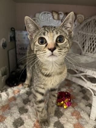 Enlarge Panthera, a Adoptable mixed breed in Beatrice, NE image 1/2