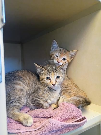 Enlarge Panthera, a Adoptable mixed breed in Beatrice, NE image 2/2