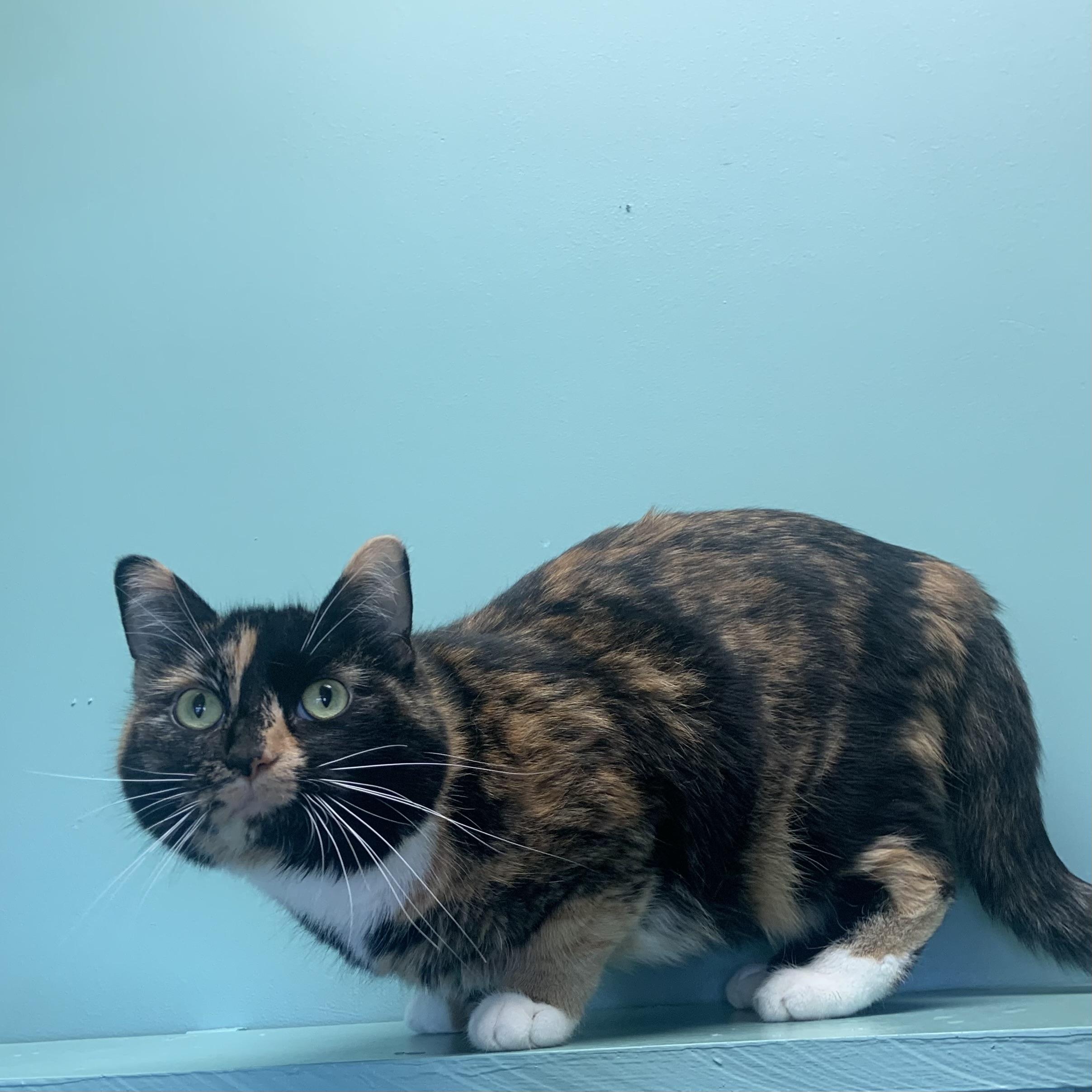 Enlarge Lilith *Bonded to Moo*, an adoptable Domestic Short Hair in Amery, WI image 1/4