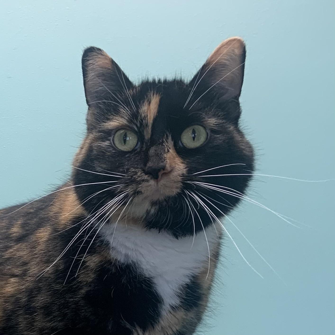 Enlarge Lilith *Bonded to Moo*, an adoptable Domestic Short Hair in Amery, WI image 2/4